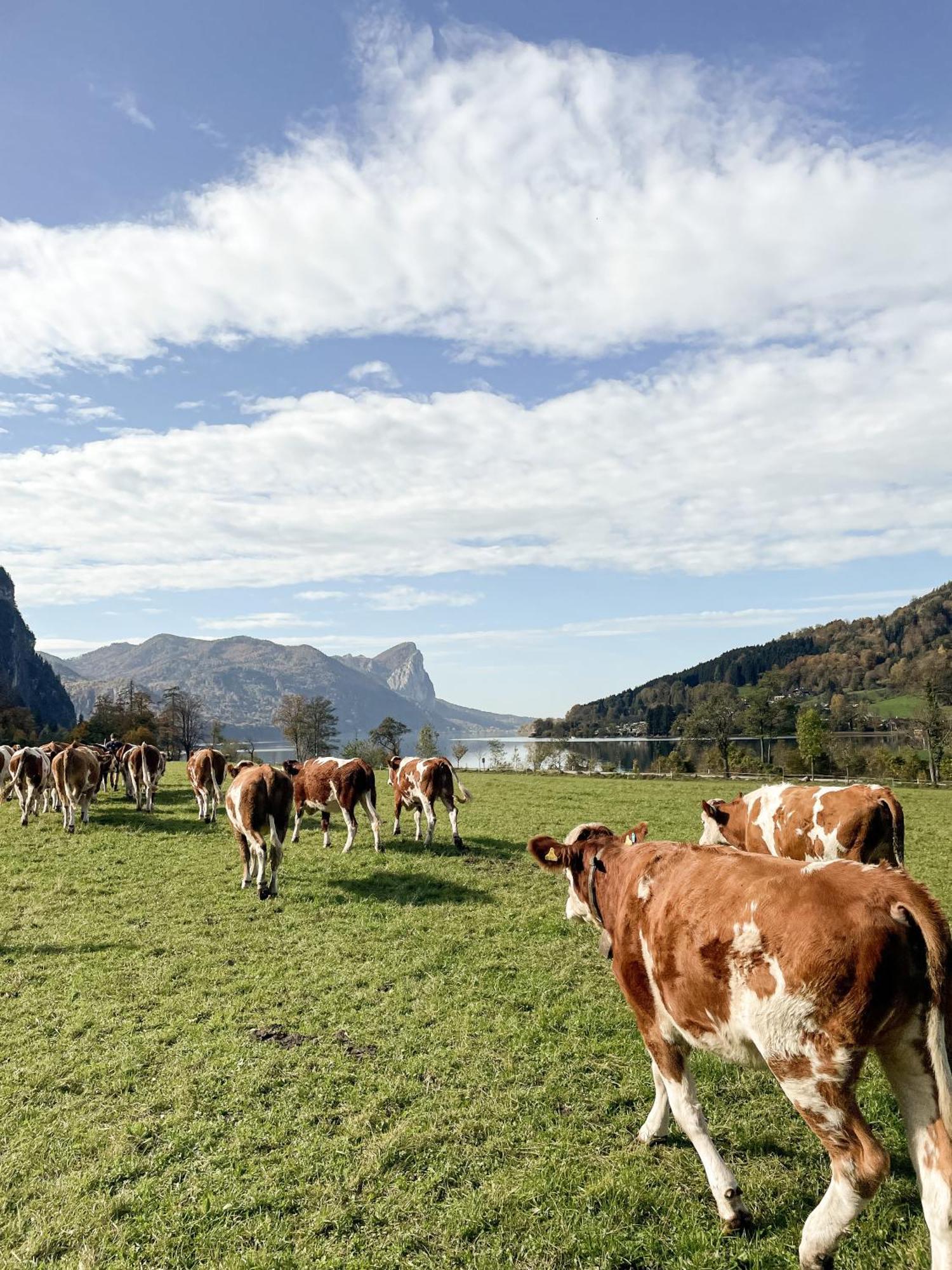 Appartamento Im Ramsen - Familie Baier Saint Wolfgang Esterno foto