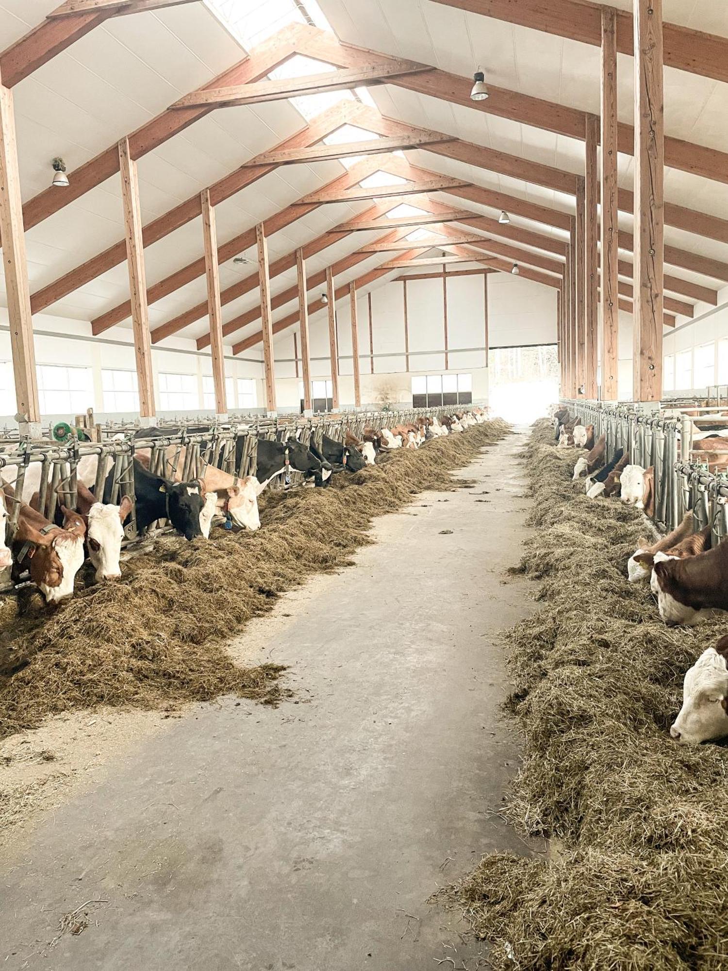 Appartamento Im Ramsen - Familie Baier Saint Wolfgang Esterno foto